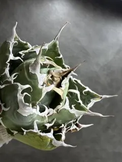 2026年最新】アガベ 白鯨 大株の人気アイテム - メルカリ