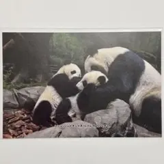 Item thumbnail for item 725f6af5-85fc-40e7-bc44-3c03e97abe38