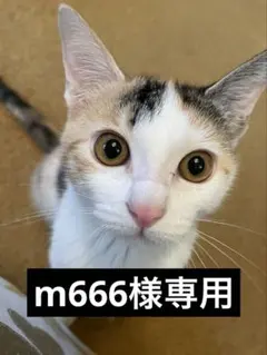 m666様専用　マロンまどんな　　9.8kg箱込み　小玉訳あり