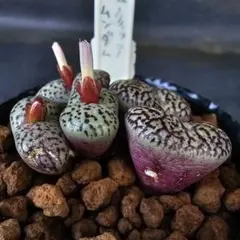 2025年最新】コノフィツム ウィッテベルゲンセの人気アイテム - メルカリ