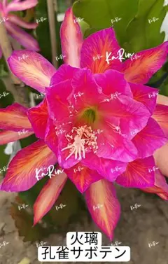 2026年最新】孔雀サボテンの人気アイテム - メルカリ