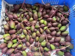 5kg沖縄県産 摘果マンゴー(お漬物用）60g～日々肥大 青マンゴー - メルカリ
