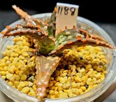 ナイル一滴 実生 特A 多肉植物 ハオルチア アロエ 976 ◎◎ナイルの一滴 実生 大苗株多肉植物 ハオルチア アロエ - メルカリ