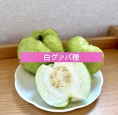 2026年最新】グアバの人気アイテム - メルカリ