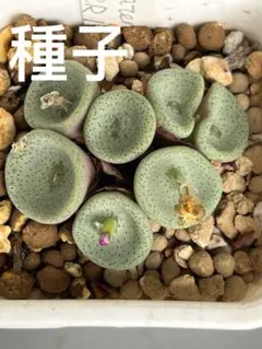 コノフィツム　crateriforme CR1427種子20粒