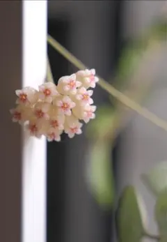 珍種ホヤ Hoya platycaulis サクララン - メルカリ