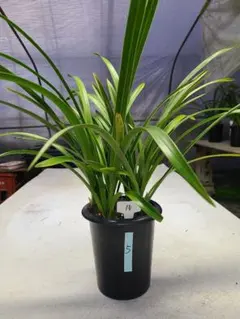 きんりょうへん1花芽1づつ付3鉢セット 26年1月中下旬予約]シンビジューム：金稜辺（キンリョウヘン