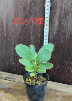 ガンバ様専用　プロテア　グランディセプス苗