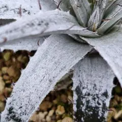 今週末発送限定値下】Dyckia braunii hyb 選抜 短葉/丸葉 - メルカリ