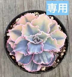 2026年最新】フローレンス錦の人気アイテム - メルカリ