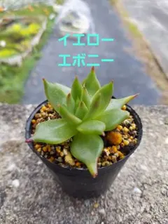 2025年最新】エボニー 多肉の人気アイテム - メルカリ