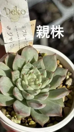 ピポパポ様 リクエスト 4点 まとめ商品