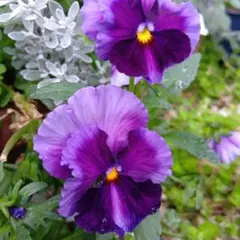 うちわ様 リクエスト 2点 まとめ商品