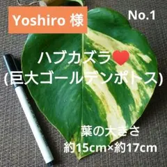 Yoshiro 必ずプロフィール見てね！様 リクエスト 4点 まとめ商品