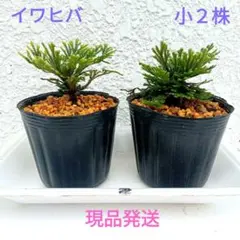 イワヒバ・イワマツ　　　小２株のサムネイル