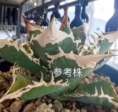 2026年最新】巨歯鯊の人気アイテム - メルカリ