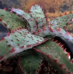 2025年最新】アロエ カスティロニアエの人気アイテム - メルカリ