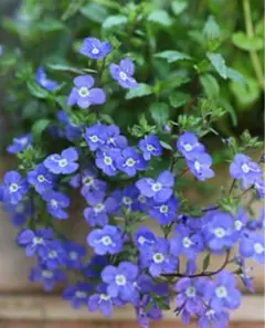 2025年最新】青い花の宿根草の人気アイテム - メルカリ