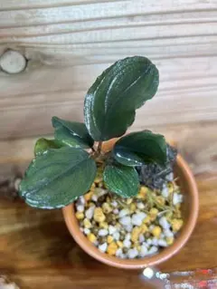 Bucephalandra sp.