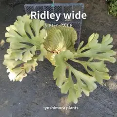 たにくー様 リクエスト 2点 まとめ商品