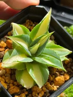 アガベ Agave ブルーフレイム アテナータ ハイブリッドアガベ 多肉植物
