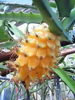 るいぼすてぃ様 リクエスト 2点 まとめ商品