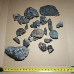 琥珀標本】恐竜時代白亜紀の琥珀 植物化石入り - メルカリ