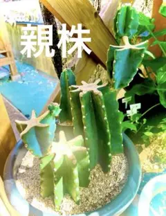 2026年最新】鬼面角の人気アイテム - メルカリ
