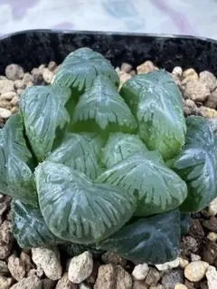 多肉植物ハオルチア　大疣翠オブツーサ