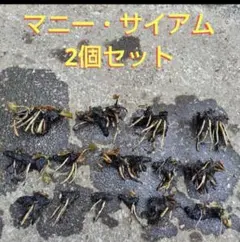 [보너스 포함] 템퍼레이트 워터 릴리스 매니 시암, 2개 세트