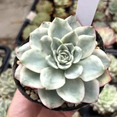 多肉植物 ブルーサプライズ抜き苗 - メルカリ