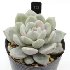 のん様 リクエスト 5点 まとめ商品