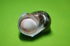 2026年最新】夜光貝蓋の人気アイテム - メルカリ