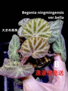 ひよこ様専用❣️Begonia incisa ベゴニア インキサ❣️斑入り 原種