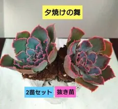 2025年最新】夕焼けの舞 多肉の人気アイテム - メルカリ