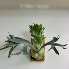P.veitchii sp. sporeling TIP#2 ビカクシダ 株分 - メルカリ