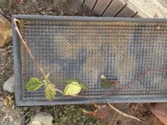 ブラックベリー　取り木苗（発根済み）1本 ④