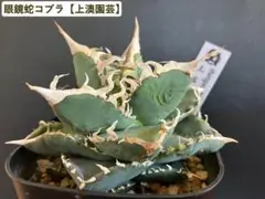 アガベ　コブラ / 眼鏡蛇　中株 2025年最新】アガベコブラの人気アイテム - メルカリ