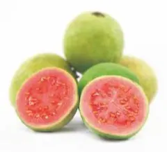 2025年最新】グァバ 種の人気アイテム - メルカリ