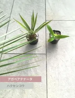 アガベ パキセントラ(フライングソーサー) 超珍品 多肉植物 クローン