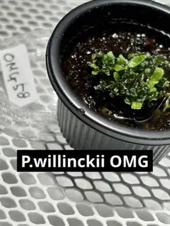 SALE】P.willinckii OMG 前葉体［育成ガイド付］ - メルカリ