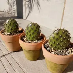 サボテン 多肉植物 群生 大きめ - メルカリ