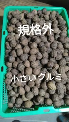 鬼クルミの苗 3本 - メルカリ
