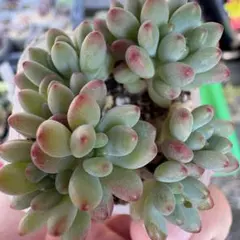 2026年最新】乙女蛍多肉植物の人気アイテム - メルカリ