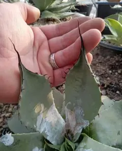 アテナータ　ブルーフレーム × オバティフォリア　ハイブリッド　ジェレミー 2025年最新】ジェレミー アガベの人気アイテム - メルカリ