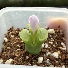 多肉植物コノフィツム スティリフェルム 鉢のまま