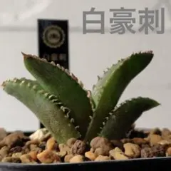 2026年最新】白豪刺 アガベの人気アイテム - メルカリ