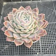 くぅー様 リクエスト 4点 まとめ商品