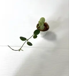 ホヤ セルペンス Hoya serpens 1株【花座付き】【鉢のまま発送】のサムネイル
