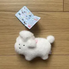 つぶらな瞳の犬 スタンダードプードルのサムネイル